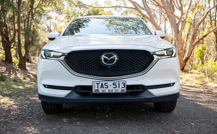 Animals Range Cat on white mazda